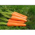 Размер L свежей моркови